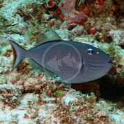 The TRIGGER - RED TAIL Xanthichthys ringens glides over a vibrant, textured coral reef. This fish features a blue body with black spots, strikingly red tail, streamlined shape, prominent dorsal and ventral fins, and a pointed snout.
