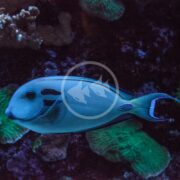 In a dimly lit aquarium, the TANG - LIEUTENANT Acanthurus tennenti fish with vibrant blue scales and black patterns elegantly swims around the green coral.