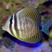 A TANG - SAILFIN DESJARDINII Zebrasoma desjardinii with a disc-shaped body swims near coral, showcasing vibrant blue, yellow, and black vertical stripes. Its pointed snout and small tail highlight the intricate patterns covering its fins and body.