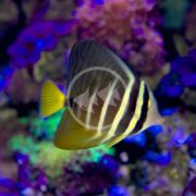 A vibrant TANG - SAILFIN Zebrasoma veliferum with yellow and dark stripes glides before a colorful coral reef, illuminated by shades of blue, purple, and green that enhance the underwater environment.