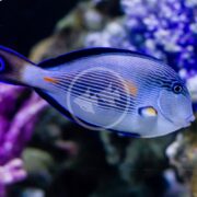 A vibrant TANG - SOHAL Acanthurus sohal, with its blue and black stripes and a yellow spot near the fin, gracefully swims in the aquarium. The blurred coral backdrop in purple and green shades emphasizes the beauty of its environment.