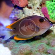 A vivid TANG - TOMINIENSIS Ctenochaetus tominiensis, with a gradient from brown to orange, swims near a coral reef. Its sides are decorated with white circular patterns set against green, brown, and purple hues.