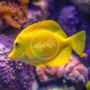 A TANG - YELLOW Zebrasoma flavescens glides through vibrant purple and orange corals in an aquarium, showcasing its streamlined body among the colorful underwater scene.