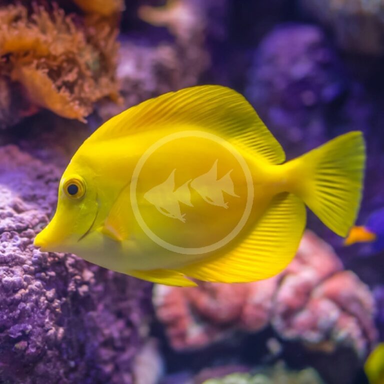 TANG YELLOW Zebrasoma flavescens Aquatics Unlimited