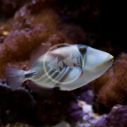 A vividly patterned TRIGGER - HUMU HUMU Rhinecanthus aculeatus glides through a coral reef, showcasing white, blue, and yellow hues with striking black lines against a backdrop of soft corals illuminated by gentle lighting.