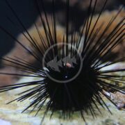Close-up of the URCHIN - LONGSPINE BLACK Diadema setosum, showcasing its sharp spines elegantly splayed out symmetrically against a rocky underwater surface.