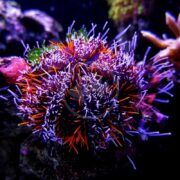 A URCHIN - PINCUSHION HAIRY / HALLOWEEN Tripneustes gratilla with striking purple and orange spines rests on a rock in an aquarium. Coral and aquatic plants in the blurred background create a vivid underwater scene.
