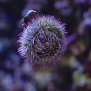 A close-up of a URCHIN - PINCUSHION Lytechinus variegatus, showcasing its purple spines against a blurred backdrop of colorful marine life.