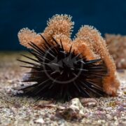 A black sea urchin, similar to the URCHIN - SHORTSPINE Echinometra sp., rests on a sandy ocean floor. An orange coral with soft, finger-like projections extends upwards behind it. The background is deep blue, depicting a tranquil underwater scene.