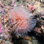 Close-up of WORM - COCO PINK Protula bispiralis underwater, revealing delicate feathery tentacles in pink and white, attached to rocks amid colorful coral and marine life.