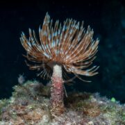 Underwater image of WORM - FEATHER DUSTER Sabellastarte sp., showcasing its unique brown and white striped tentacles extending from a rock-anchored tube against the dark ocean, highlighting its intricate patterns.