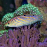 A WRASSE - ADORNED ORANGE LINE Halichoeres cosmetus, featuring orange stripes and blue-ringed spots, swims gracefully near vibrant coral amidst a background of lush green and purple corals, creating a vivid underwater scene.