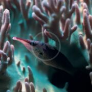 A long-nosed, spotted fish swims amid branching coral, sharing the vibrant underwater scene with WRASSE - BIRD GREEN / BLACK PAIR (Gomphosus varius). The corals soft blues and pinks perfectly camouflage the Gomphosus varius within its colorful depths.