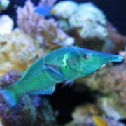 A WRASSE - BIRD GREEN / BLACK Gomphosus varius with a long, slender snout swims among colorful coral in an aquarium. Its scales shimmer under the light, highlighting its detailed texture.