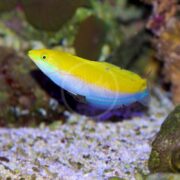 The WRASSE - CANARY TOP Halichoeres leucoxanthus gracefully swims above the aquariums gravel floor with its bright yellow top transitioning to light blue at the bottom, featuring subtle green gill accents and a clear fin, enhancing its mesmerizing appearance.