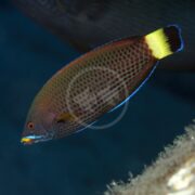 A close-up of a WRASSE - CHISELTOOTH Pseudodax moluccanus swimming underwater reveals its patterned body in brown and iridescent blue, with a yellow tail edged in black, set against a deep blue marine backdrop.