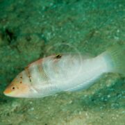 A WRASSE - CORIS BATU Coris batuensis with a light body glides gracefully above sandy ocean floors, its scales shimmering with orange near the head and a small dark spot on its upper side. The blurred background accentuates its elegant presence.