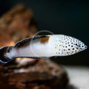 A WRASSE - CORIS TWIN SPOT Coris aygula gracefully swims through the water, showing off its white body with dark spots. It navigates around the aquarium, complemented by a blurred, earth-toned rock or decoration that adds to the ambiance.