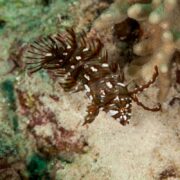 Near a coral reef stands a small and colorful Novaculichthys taeniourus, also known as the dragon wrasse. With its brown and white stripes, leaf-like fins, and distinctive elongated snout, it blends seamlessly with its light beige surroundings featuring intricate coral branches.