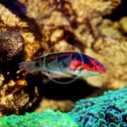 A WRASSE - FAIRY EXQUISITE Cirrhilabrus exquisitus with vibrant red and green scales swims gracefully near coral; the textured rocks and corals in the background, enhanced by bright blue and green hues, illuminate the scene.