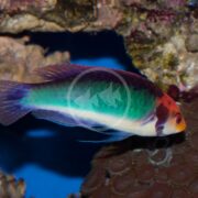 A vibrant WRASSE - FAIRY SOLON / TRICOLOR Cirrhilabrus solorensis with red, green, and blue scales glides near coral in a blue aquarium.