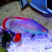 A WRASSE - FAIRY PINK MARGIN with a vibrant blue and red body swims near the sandy bottom of an aquarium, its fins shimmering iridescent hues. A hint of a red-tailed fish is visible in the background.