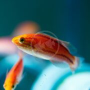 A vivid orange and red WRASSE - FAIRY SPLENDID PINTAIL Cirrhilabrus isosceles swims in a blue aquarium, showcasing unique fins and a streamlined body. A circular watermark with fish designs adorns the image.