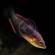 A WRASSE - FIJI CHRISTMAS / RED-LINED Halichoeres biocellatus with green, red, and blue scales swims against a dark background, its elongated body glowing in the dim light to highlight its intricate patterns and vivid colors.