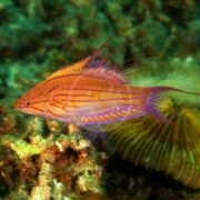A vibrant WRASSE - FLASHER FILAMENTED Paracheilinus filamentosus with orange and purple stripes glides near ocean floor coral. Its elongated fins and colorful body stand out against the backdrop of diverse marine life and blurred coral structures.