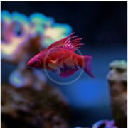 A vibrant red Paracheilinus lineopunctatus, known as the Flasher Linespot Wrasse, with spiky fins glides in a dimly lit aquarium. Blurred corals in the background add a splash of color to the underwater scene.