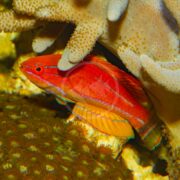 Close-up of a WRASSE - FLASHER YELLOWFIN Paracheilinus flavianalis with vibrant orange and red markings among coral and sea sponges, its eye prominent and fins featuring subtle yellow accents.