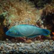 A WRASSE - GREY HEAD Halichoeres leucurus with blue and orange patterns swims near the sandy bottom of an aquarium, surrounded by vibrant coral textures and colors.