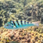 A vivid Hardwicke wrasse (Thalassoma hardwicke) glides over a rocky, coral-strewn ocean bed. The clear water highlights bold blue, green, and yellow stripes on its body, revealing intricate patterns against the textured underwater backdrop.