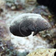 The small fish, identified as a WRASSE - LEOPARD BLACK Macropharyngodon negrosensis, swims gracefully among the coral reef, its speckled pattern contrasting against the blurred rocks and corals.