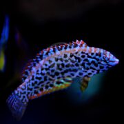 A vibrantly colored WRASSE - LEOPARD BLACK SPOT swims against a dark, blurred background, its orange and blue stripes intertwining beautifully. The Macropharyngodon meleagris spreads its fins wide, showcasing intricate markings and captivating patterns.