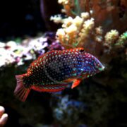 The WRASSE - LEOPARD ORNATE (Macropharyngodon ornatus) showcases its striking red-striped and blue-spotted body while gracefully swimming near coral in a dark aquarium, its vivid red fins and speckled design beautifully contrasting with the vibrant coral.