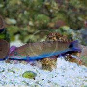 The WRASSE - LUNARE (Thalassoma lunare) glides gracefully near the ocean floor, its vibrant blue and green stripes shimmering in the water. A distinctive black spot marks its tail as it moves among rocks and corals on a sandy seabed.
