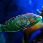 A WRASSE - MELANURUS Halichoeres melanurus with vibrant blue and red stripes swims against a blue background, its elongated body and bright pattern standing out in the aquatic environment.