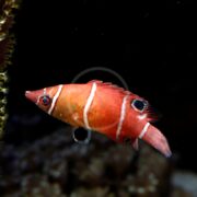 A vibrant Wetmorella tanakai, a possum red pygmy wrasse with white stripes, swims against a dark aquarium background. This fish has distinct circular markings near its tail and dorsal fin.