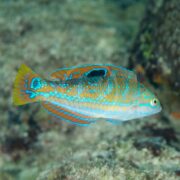 A vibrantly patterned WRASSE - PUDDINGWIFE Halichoeres radiatus, with scales in blue, orange, and yellow glides over a rocky underwater scene, featuring a black spot near its fin and bright blue body and fin markings.