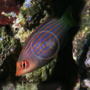 A WRASSE - SIX LINE Pseudocheilinus hexataenia with blue and orange stripes and bright red eyes glides near rocky, coral-covered surfaces in a marine setting.