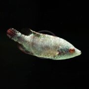 A single pearl gourami fish glides against a dark backdrop, its iridescent body shimmering. Red-tinted fins and a unique red eye provide vibrant contrast, echoing the graceful elegance seen in the WRASSE - SNOOTY Cheilinus oxycephalus.