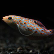 The WRASSE - TIMOR (Halichoeres timorensis) showcases a vibrant mix of orange, blue, and brown spots on its dark body. With large eyes and a sleek form, it glides gracefully to the left.
