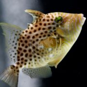 A TRIGGER - BLUE SPOTTED / GOLDEN HEART Balistes punctatus with a triangular shape shows blue spots, brown patches, and yellow stripes on a pale background. It has a noticeable dorsal fin and small mouth against a dark setting.