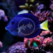 In an aquarium, a vibrant blue tang with a yellow tail swims near colorful coral, alongside the striking TANG - PURPLE Zebrasoma xanthurum. The blurred background highlights the vivid colors of the fish and coral.