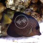 The TANG - GEM Zebrasoma gemmatum showcases a striking contrast with its dark body adorned by white spots. Its oval shape and vibrant yellow tail enhance its grace as it swims near the rocky underwater terrain.