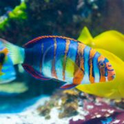 Close-up of a vibrantly colored WRASSE - HARLEQUIN TUSK AUSTRALIAN (Choerodon fasciatus) with blue and orange stripes swimming in an aquarium, its fins visible. A blurred yellow fish and aquatic plants are in the background.