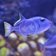 A vibrant purple fish with yellow-tipped fins swims against a blurry blue and green background, echoing the elegance of TRIGGER - BLUE JAW Xanthichthys auromarginatus as it appears to glide forward.