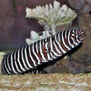 A Gymnomuraena zebra, known as a Moray Zebra Eel, gracefully emerges from a rock in an aquarium, its black and white bands striking against the scene. Coral and other marine elements blend harmoniously in the blurred background.
