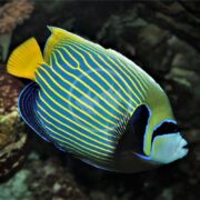 An ANGEL - EMPEROR Pomacanthus imperator swims near coral, showcasing bold blue and yellow horizontal stripes with a bright yellow tail and a distinctive colorful face pattern.
